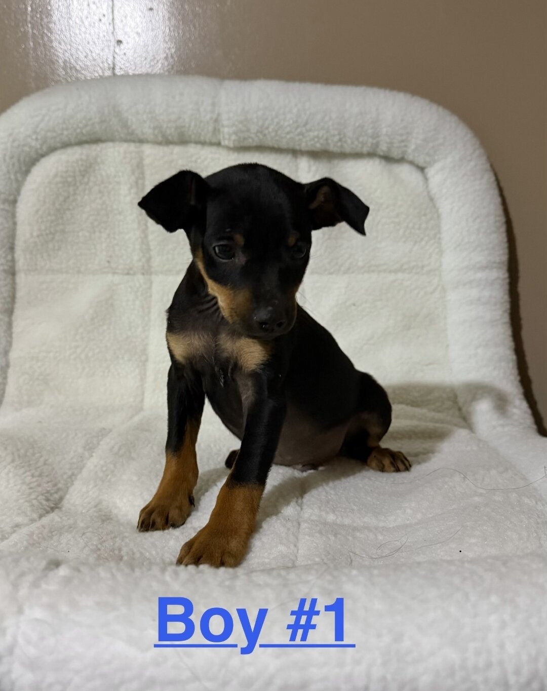 Mini Pinscher image 1