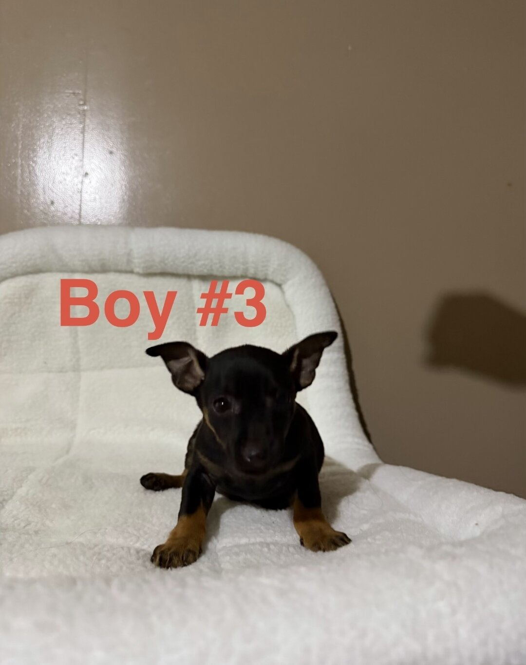 Mini Pinscher image 4