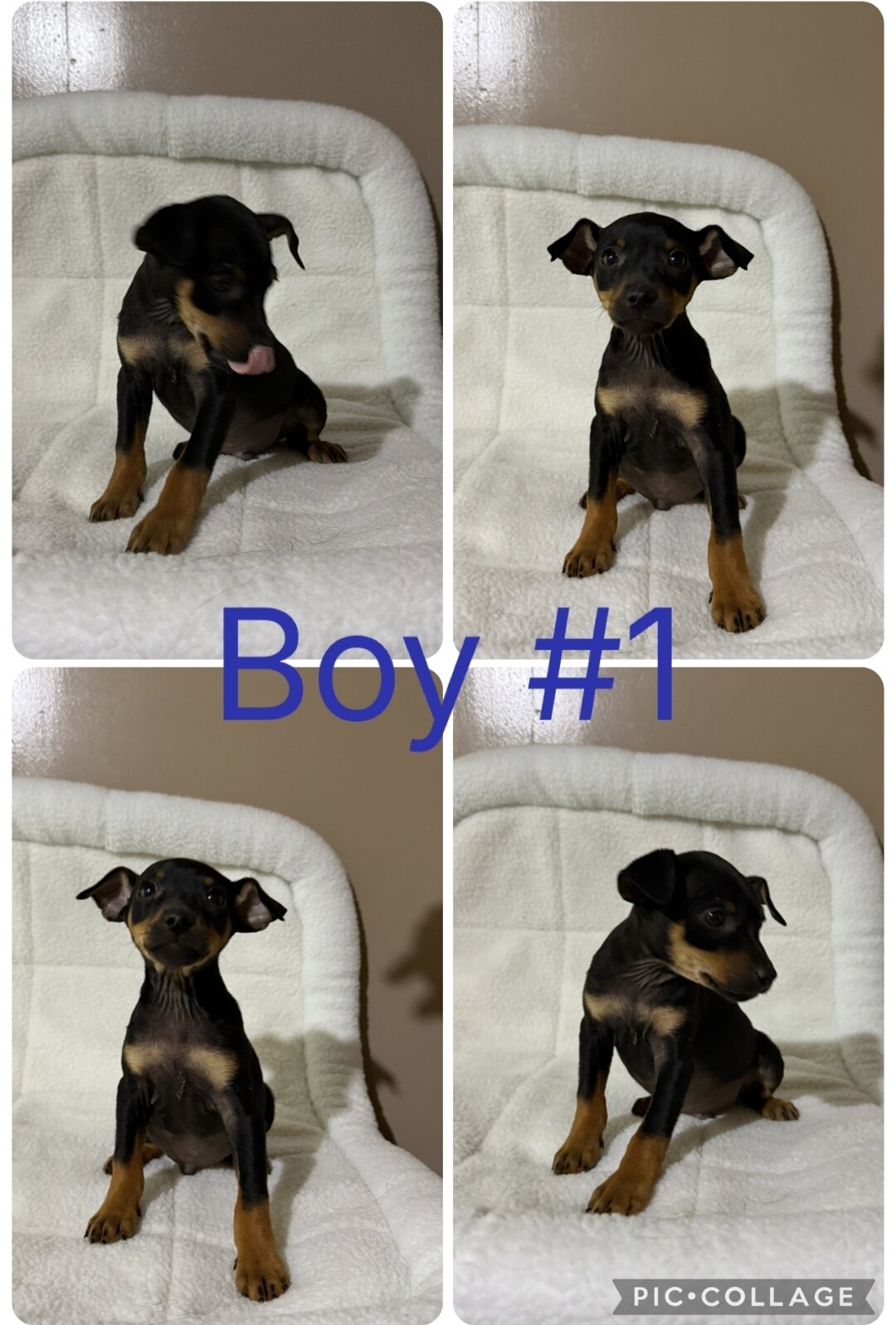 Mini Pinscher image 2