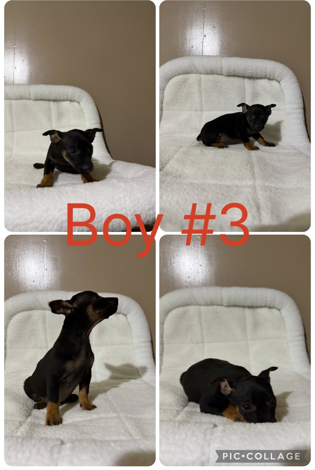 Mini Pinscher image 3