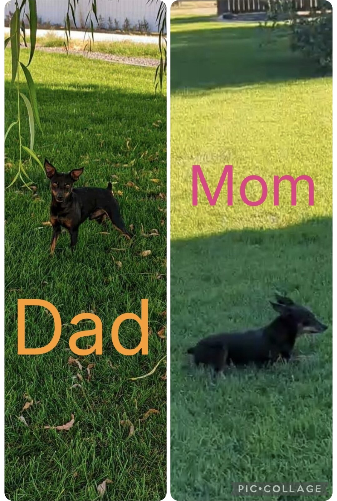 Mini Pinscher image 5