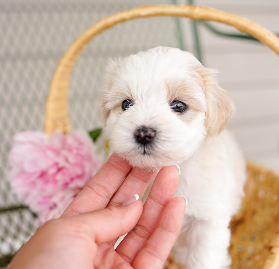 Schnoodles image 3