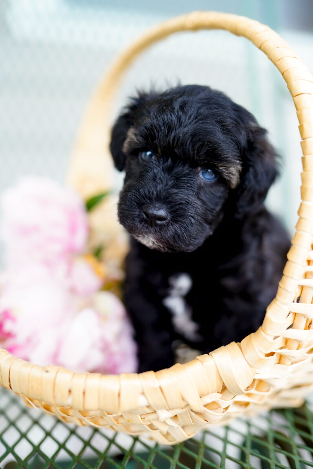 Schnoodles image 2