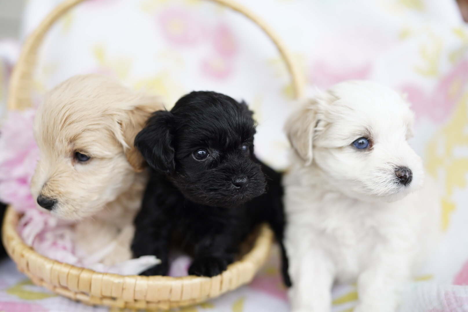 Schnoodles image 4