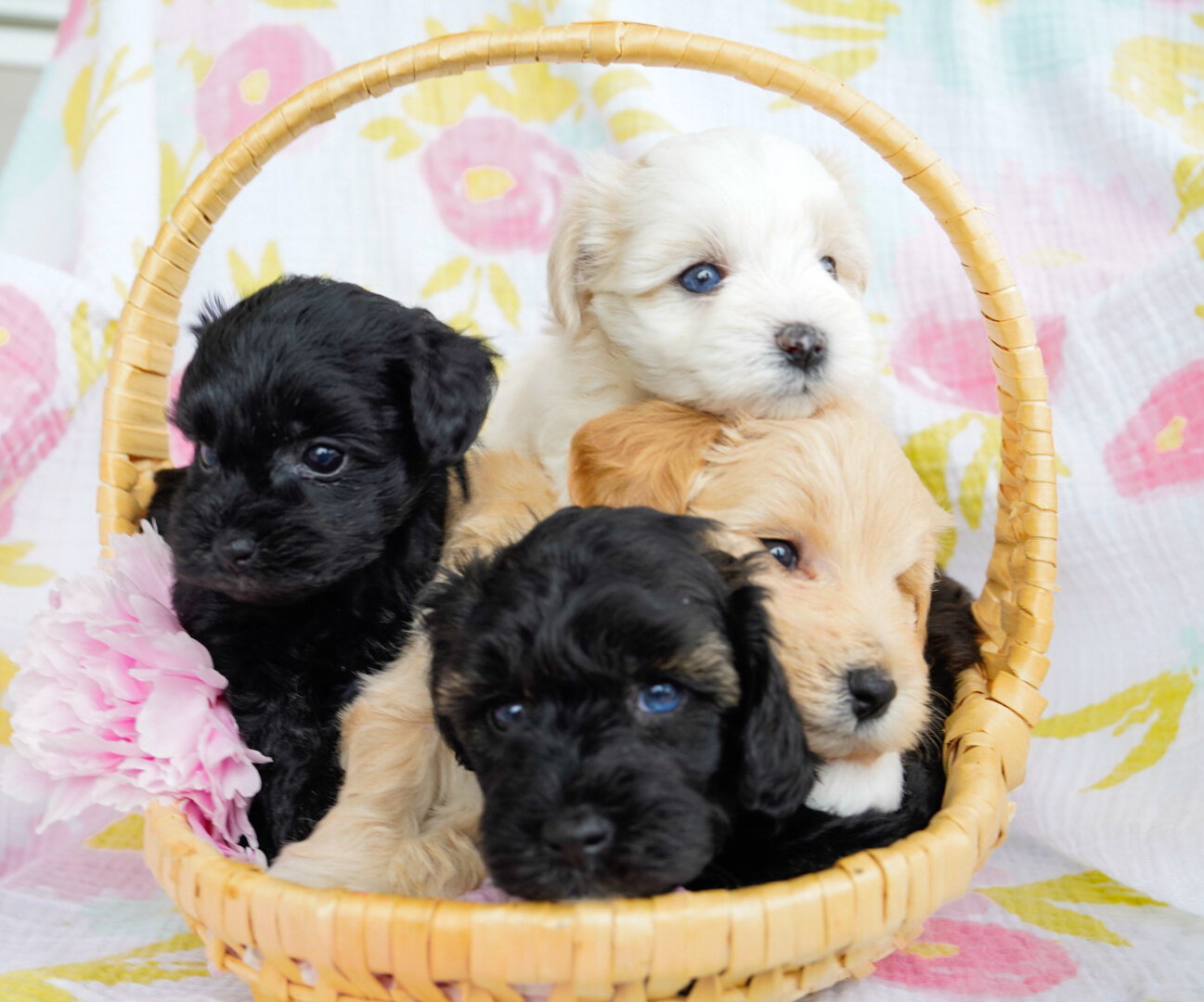 Schnoodles image 5