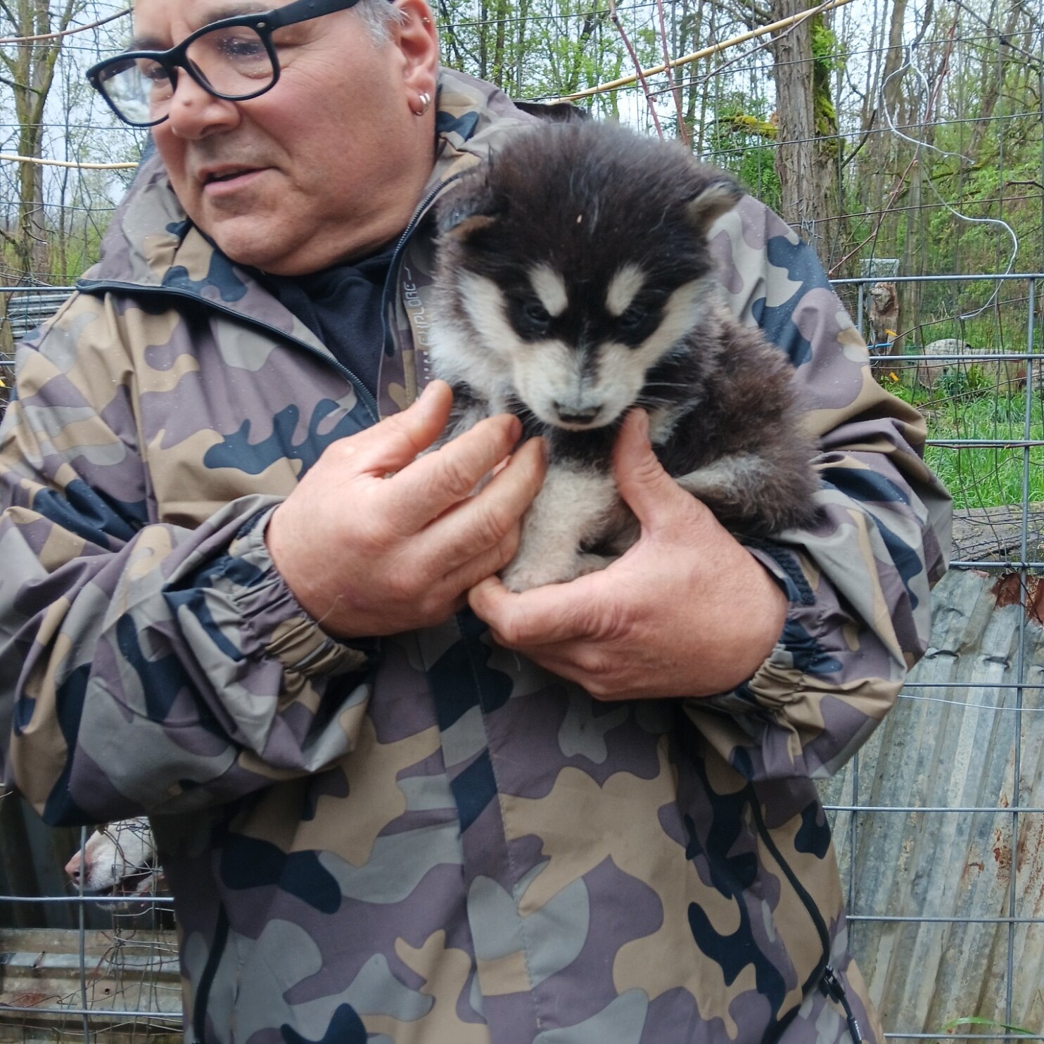 Alaskan Malmute Puppies image 2
