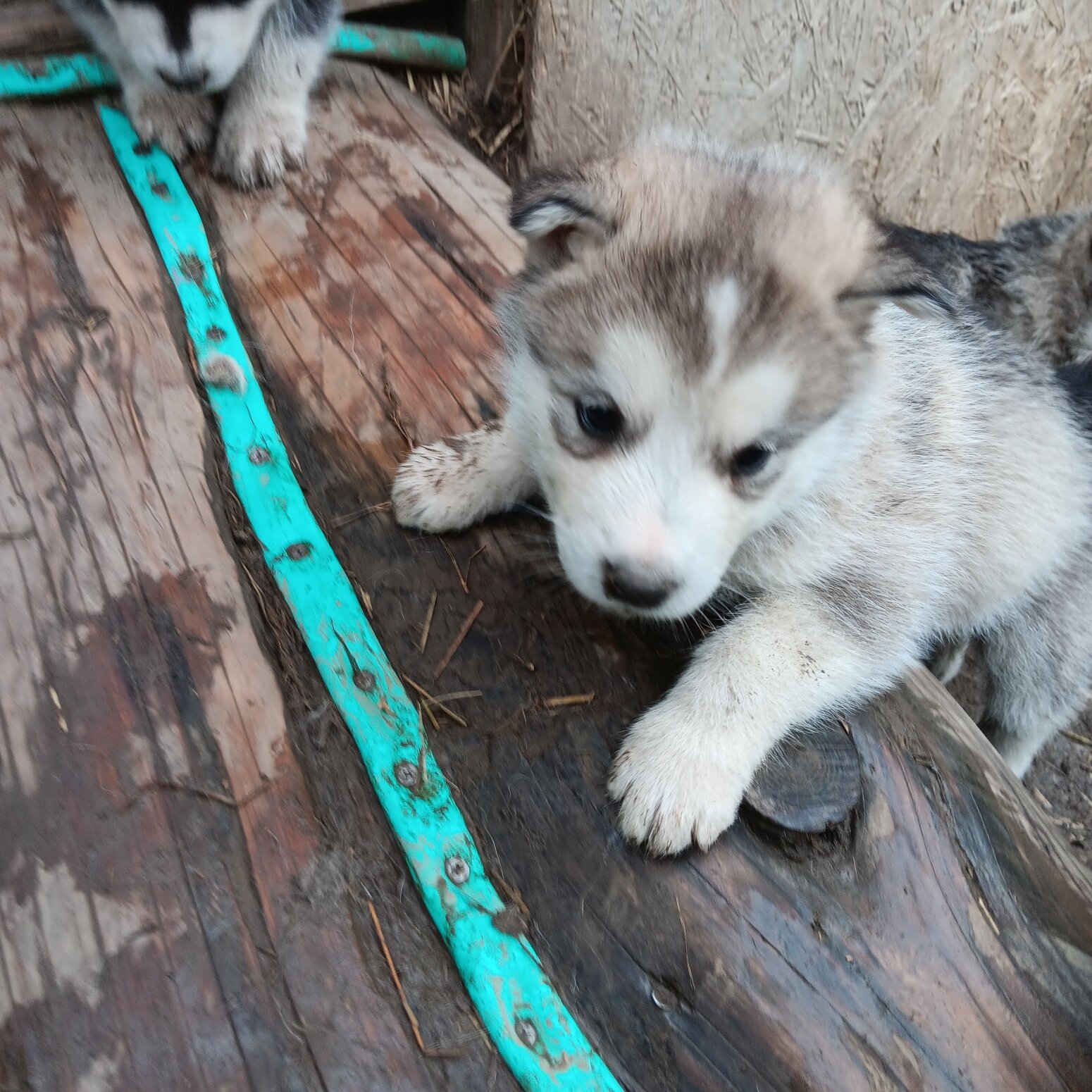 Alaskan Malamute puppy image 1