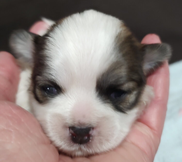 Teddy Bear Shichon Shih Tzu Bichon image 2