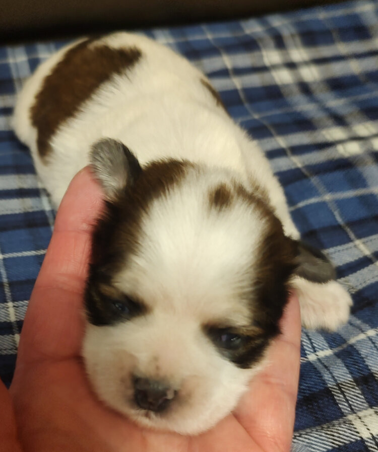 Teddy Bear Shichon Shih Tzu Bichon image 3