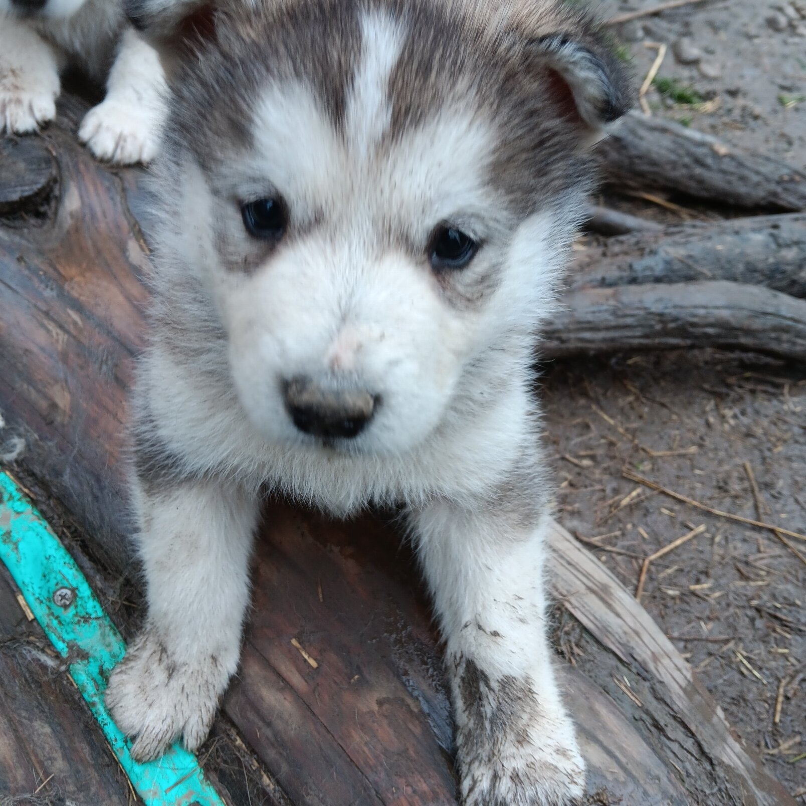AKC Alaskan Malamute puppy image 1