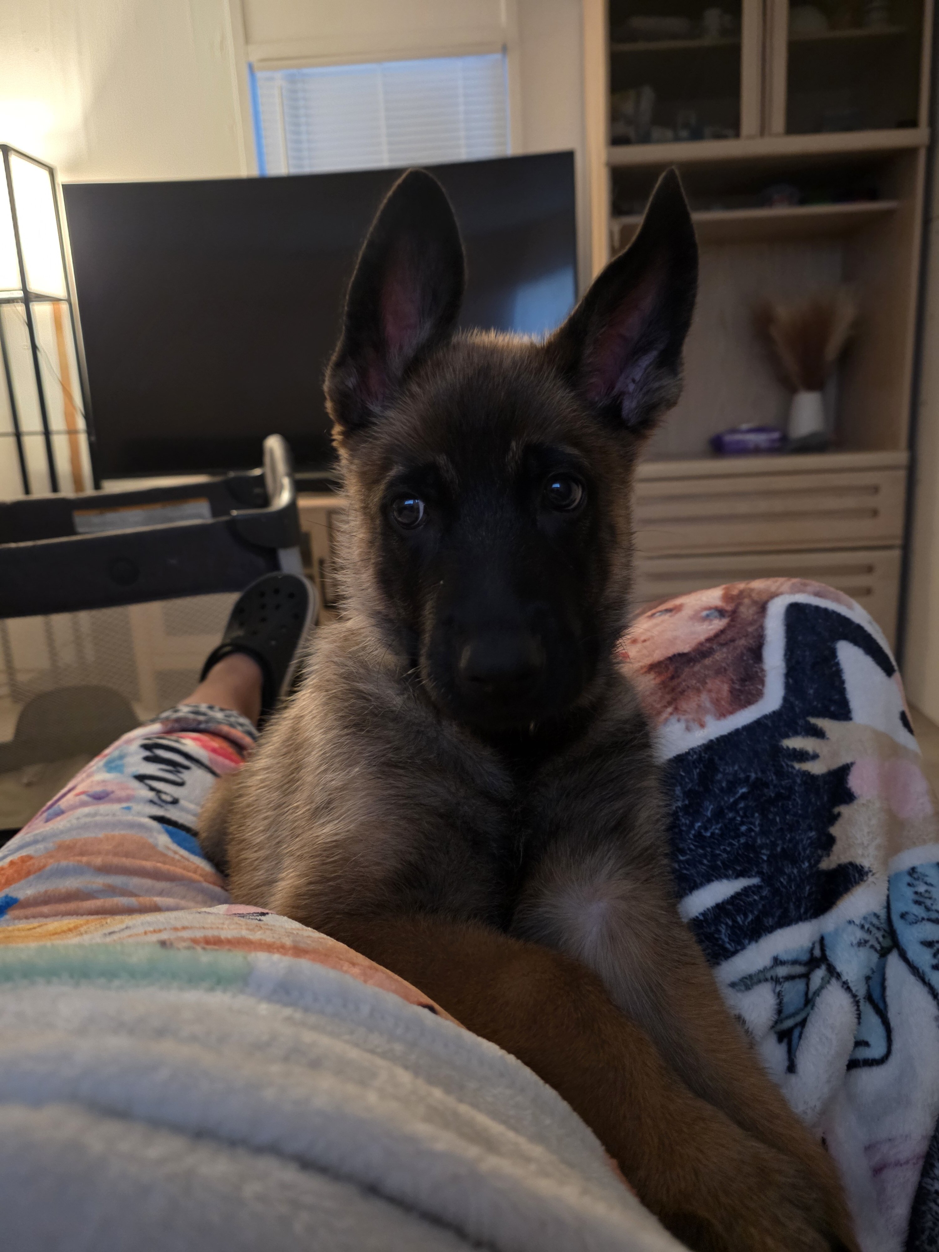 Puppy German Shepherd image 1