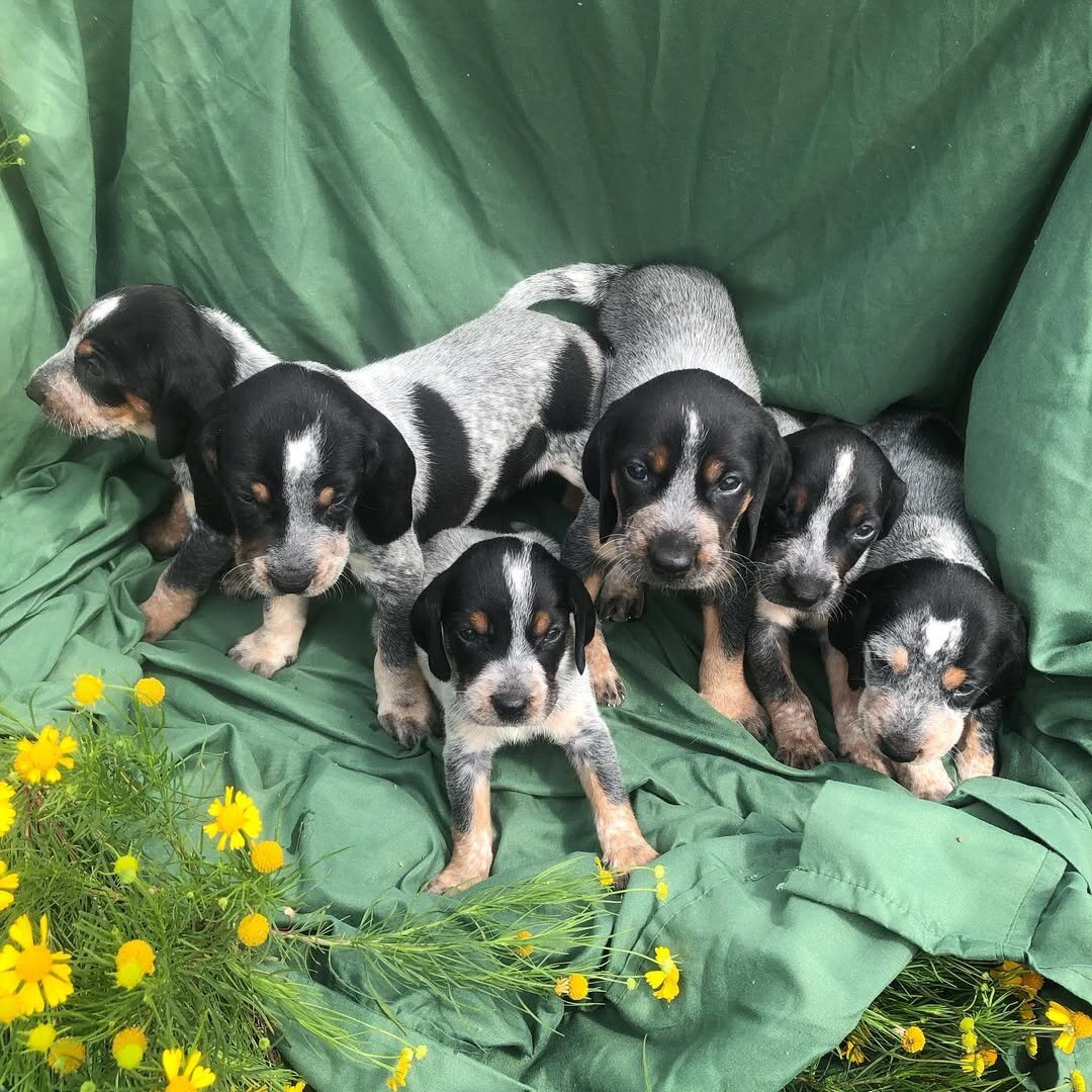 Bluetick Coonhound Puppies For Sale image 5