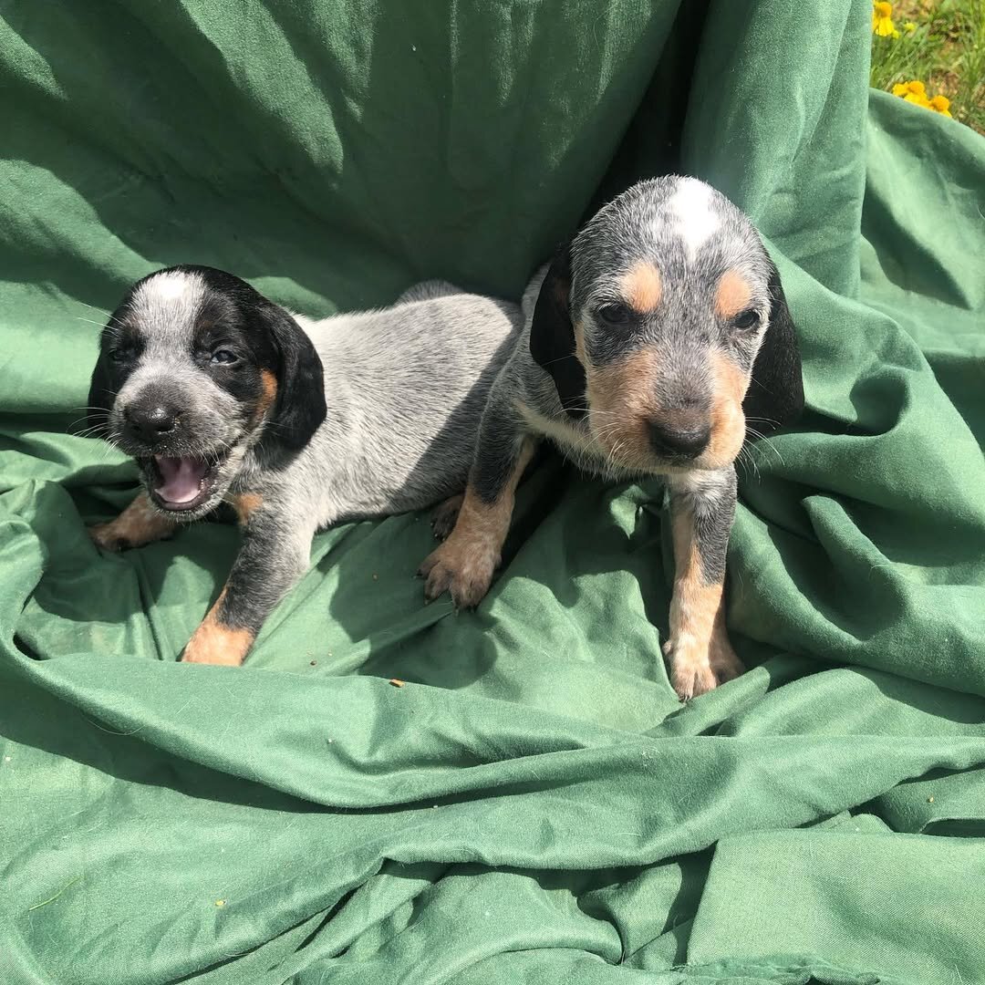 Bluetick Coonhound Puppies For Sale image 4