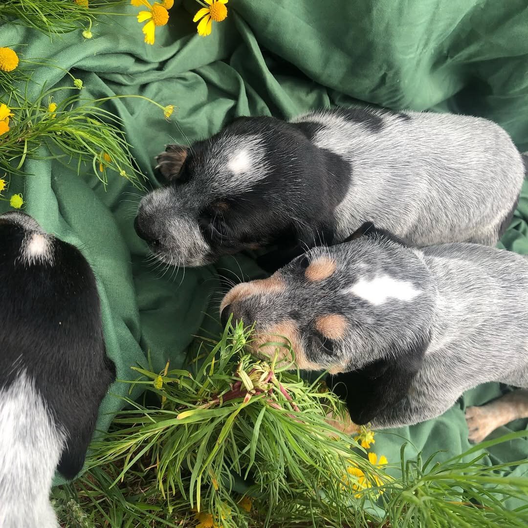 Bluetick Coonhound Puppies For Sale image 3