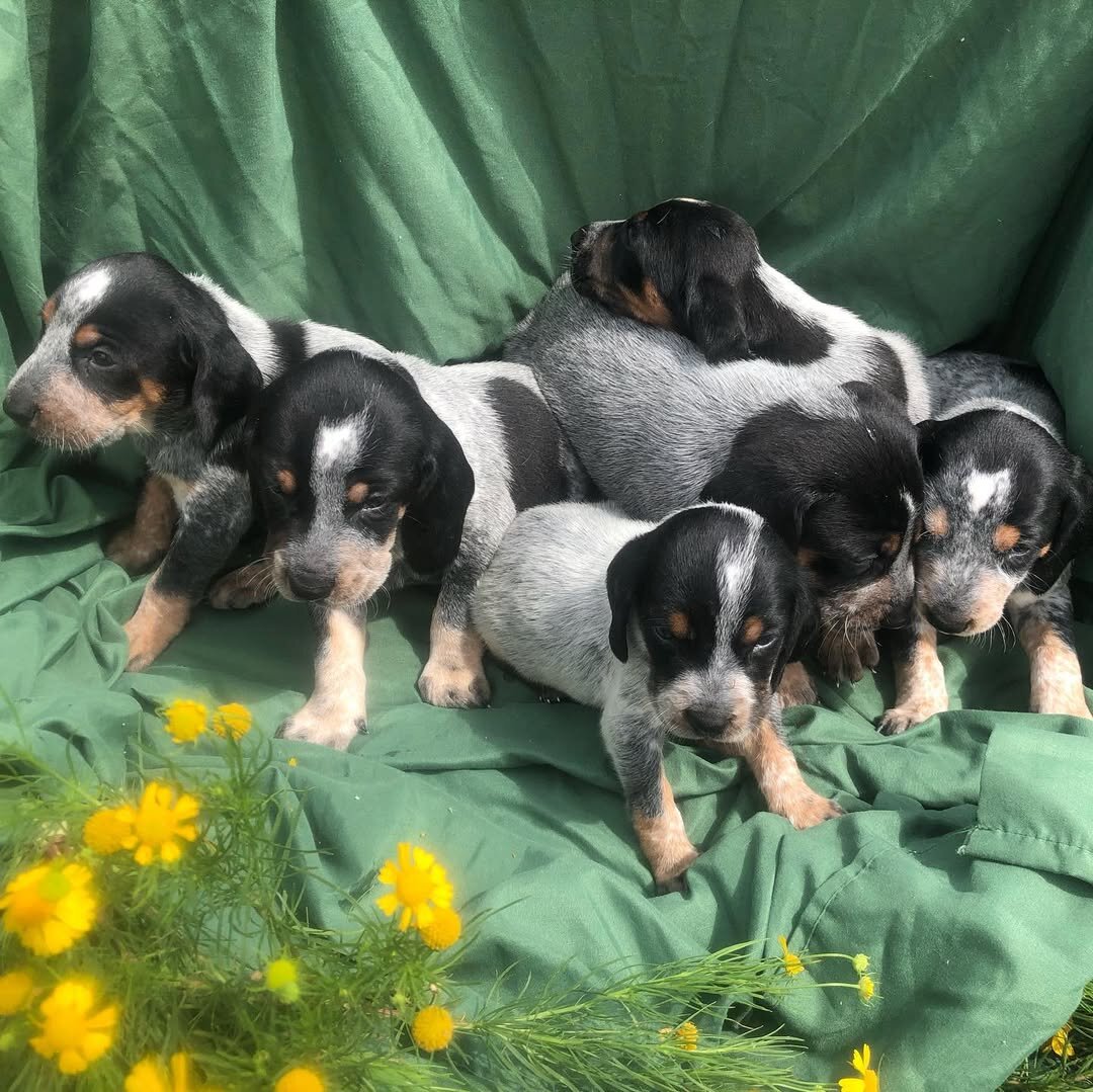 Bluetick Coonhound Puppies For Sale image 2
