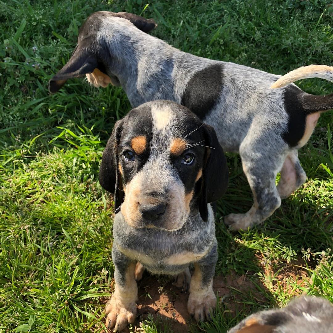 Bluetick Coonhound Puppies For Sale image 1