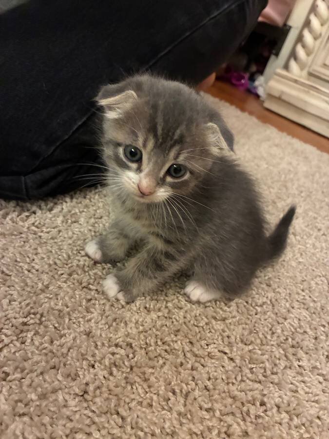 SCOTTISH FOLD KITTEN image 2