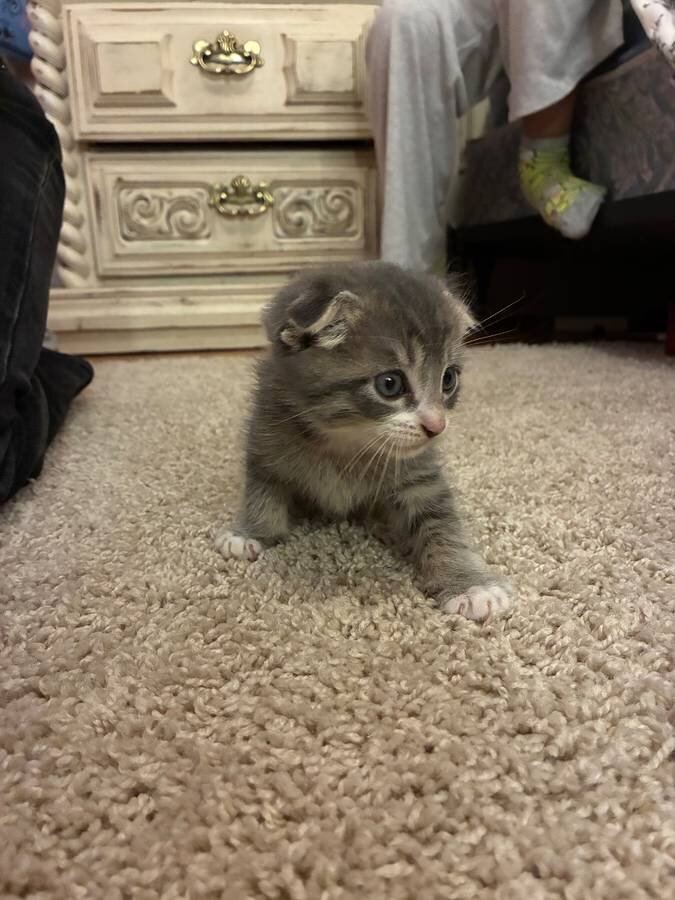 SCOTTISH FOLD KITTEN image 3