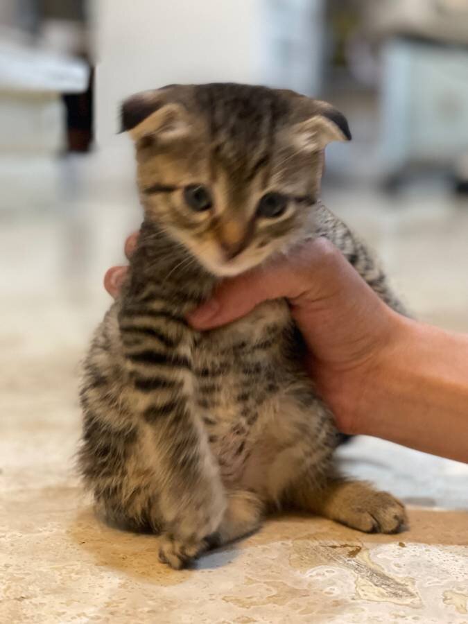 SCOTTISH FOLD KITTEN image 4
