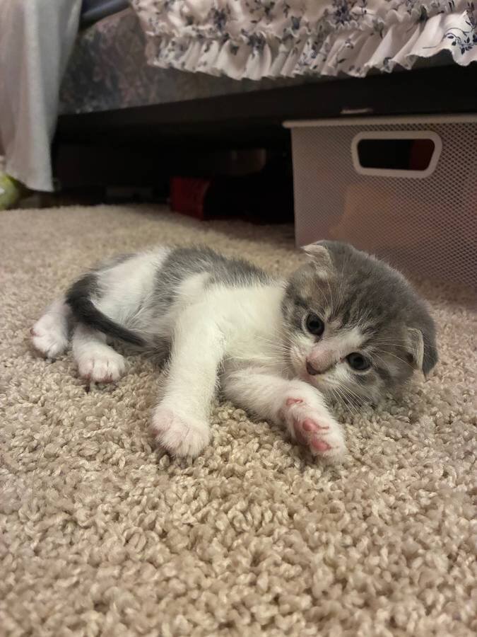 SCOTTISH FOLD KITTEN image 1