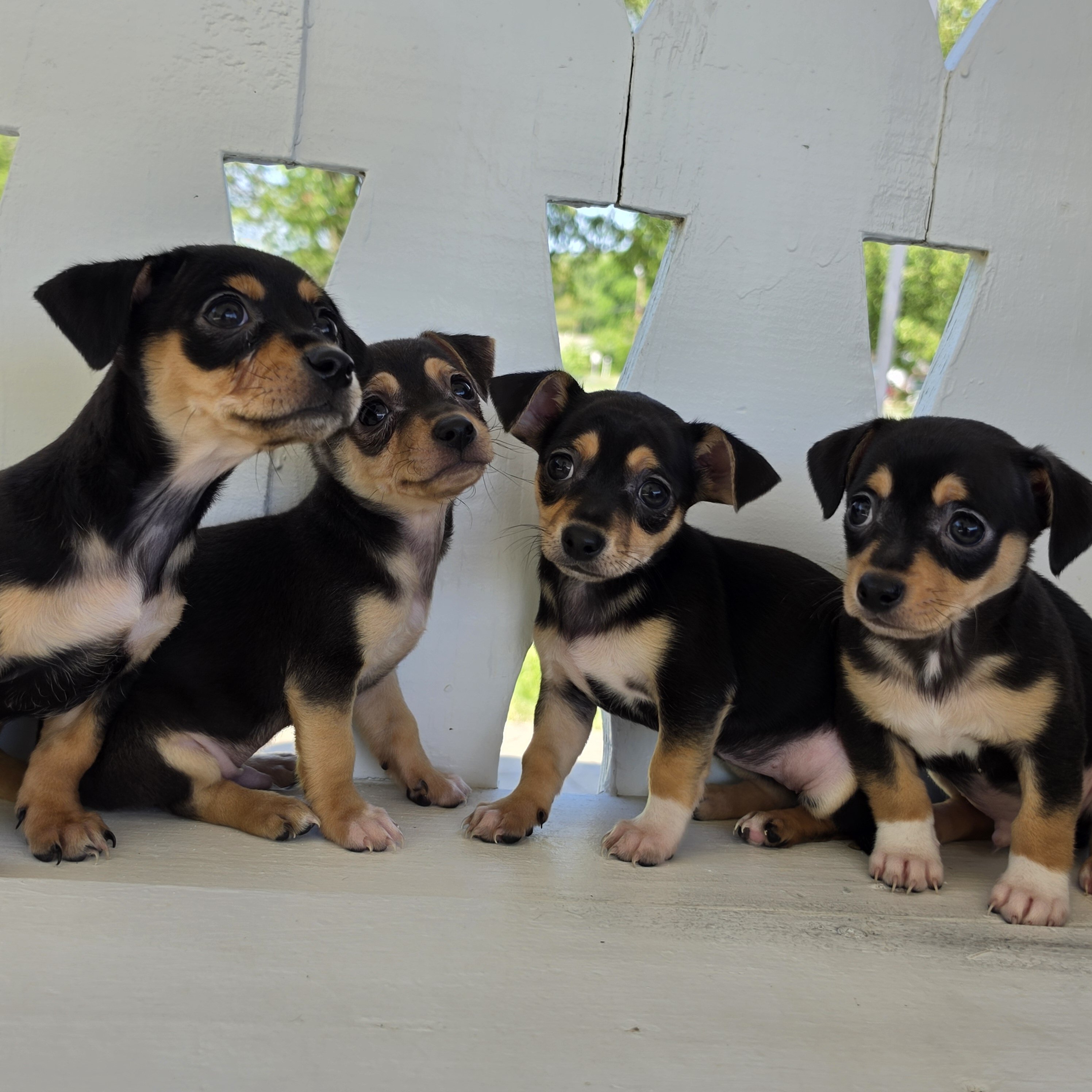 Tiny Toy Chihuahuas image 3