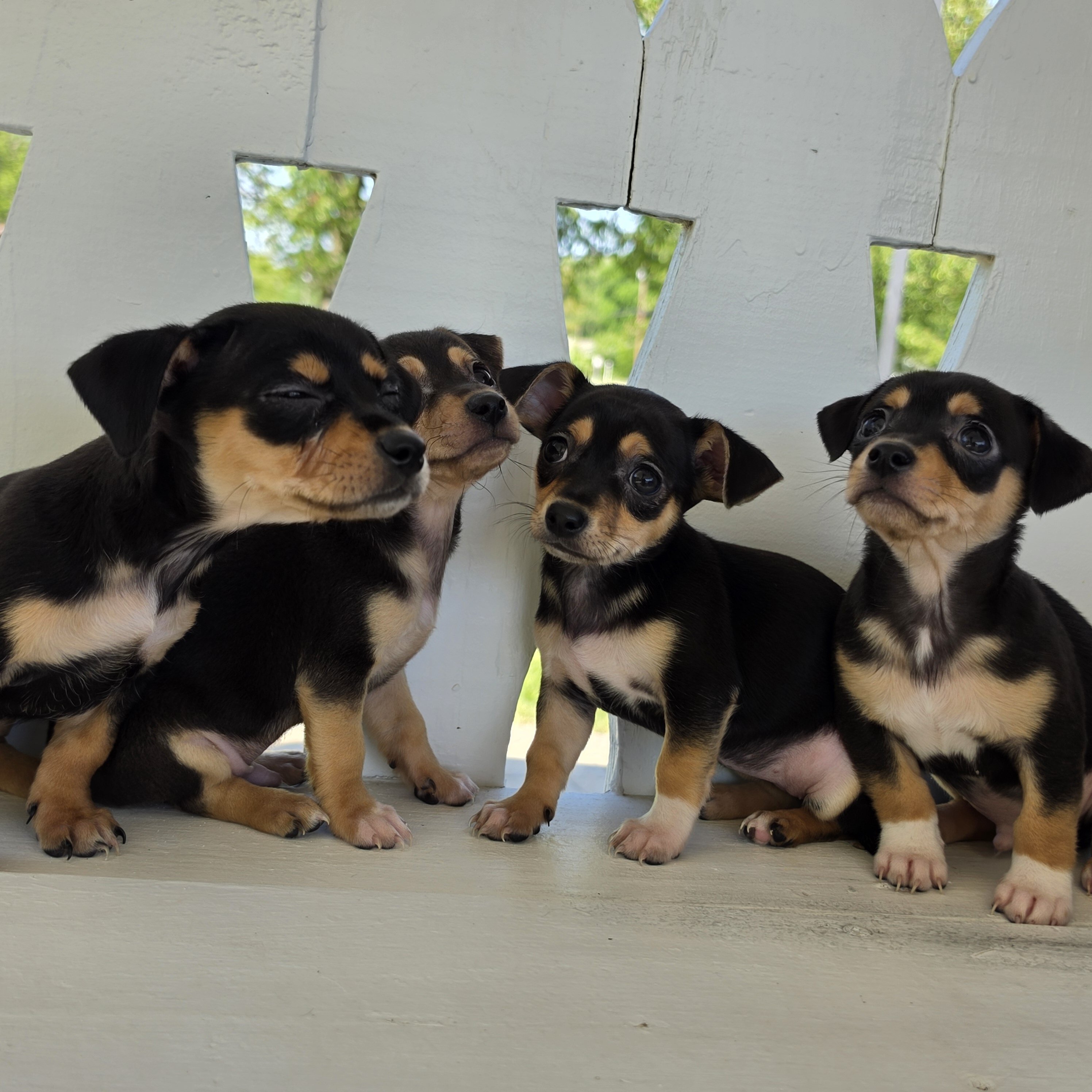 Tiny Toy Chihuahuas image 4