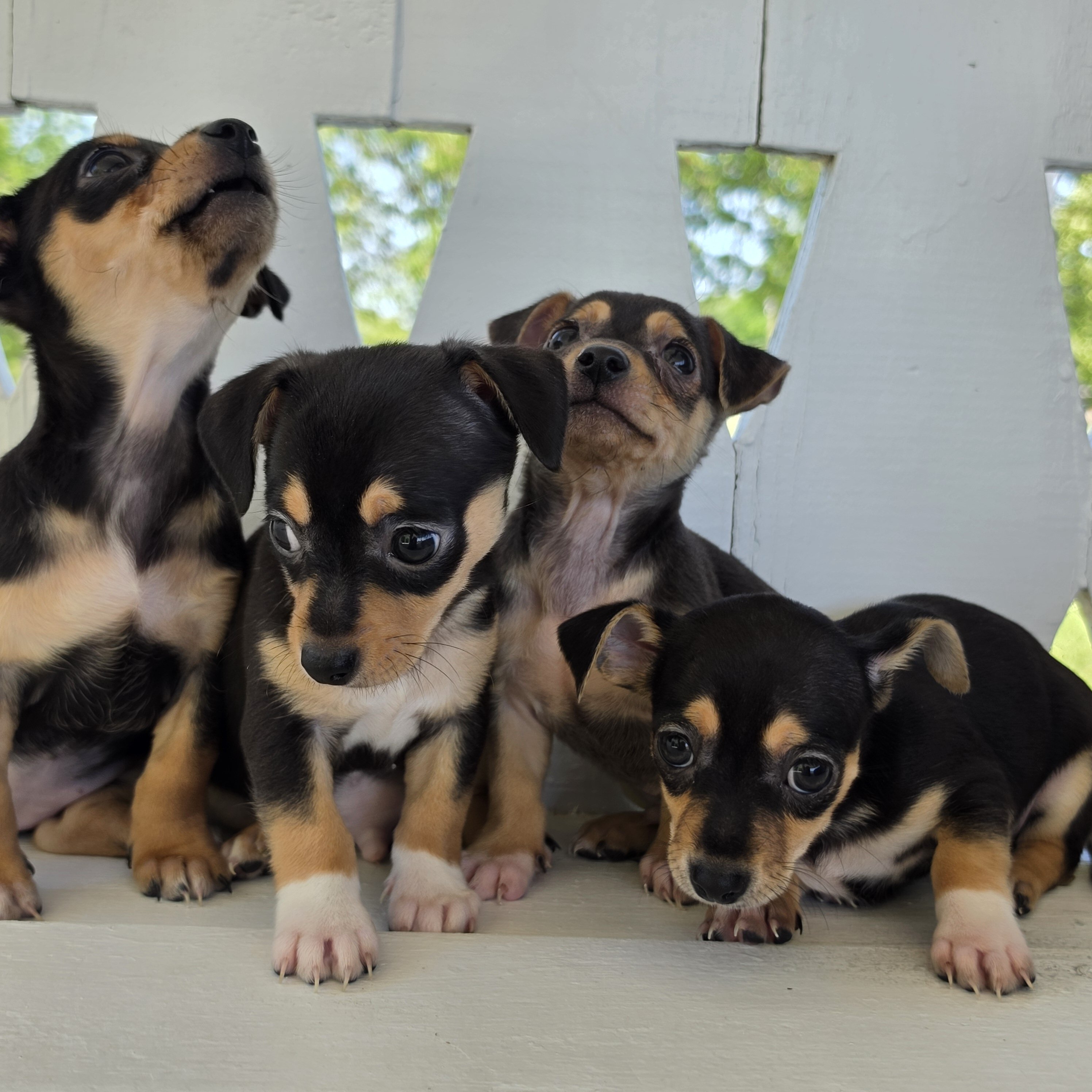 Tiny Toy Chihuahuas image 2