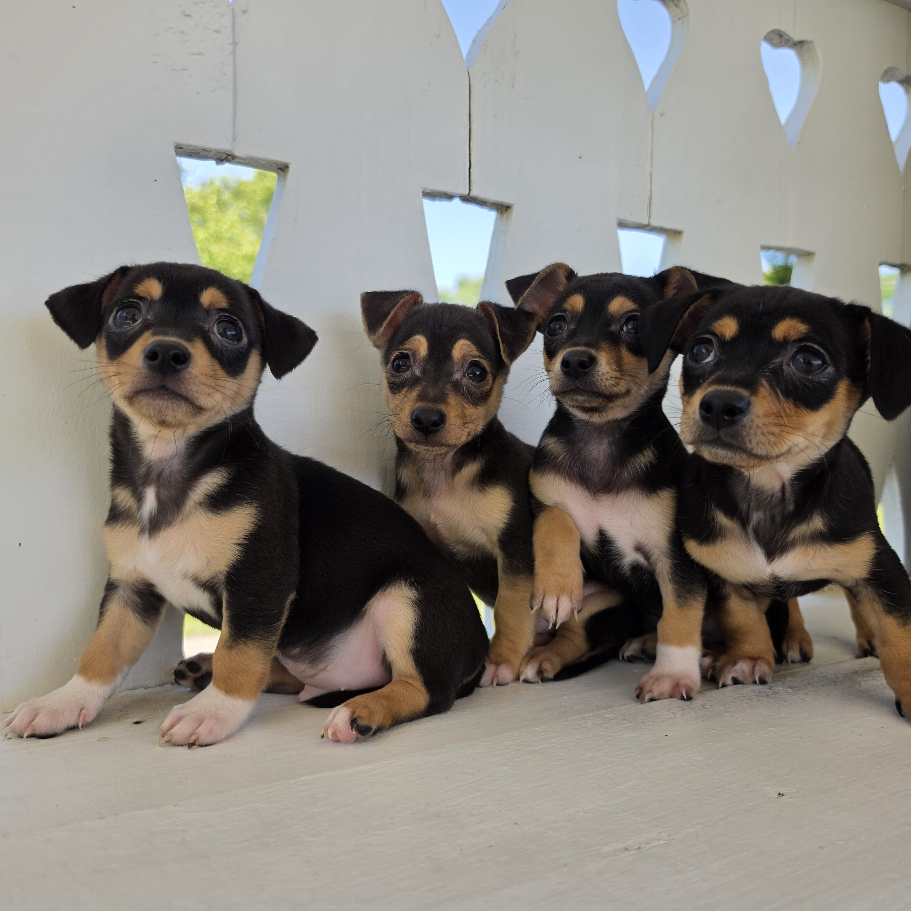 Tiny Toy Chihuahuas image 1