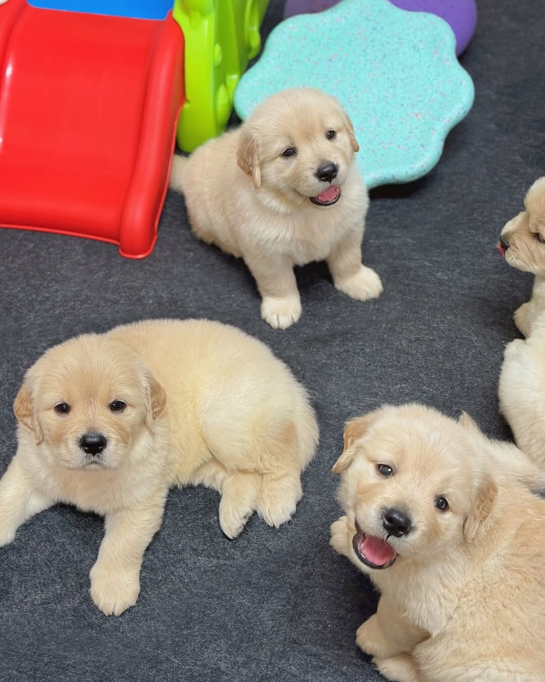 Golden Retriever puppies-3boys and girls image 2