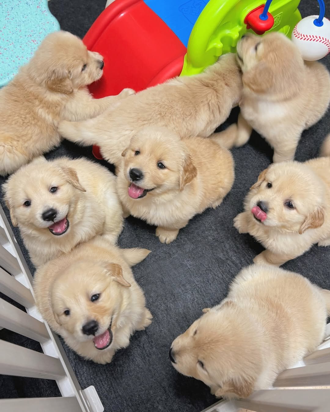 Golden Retriever puppies-3boys and girls image 1