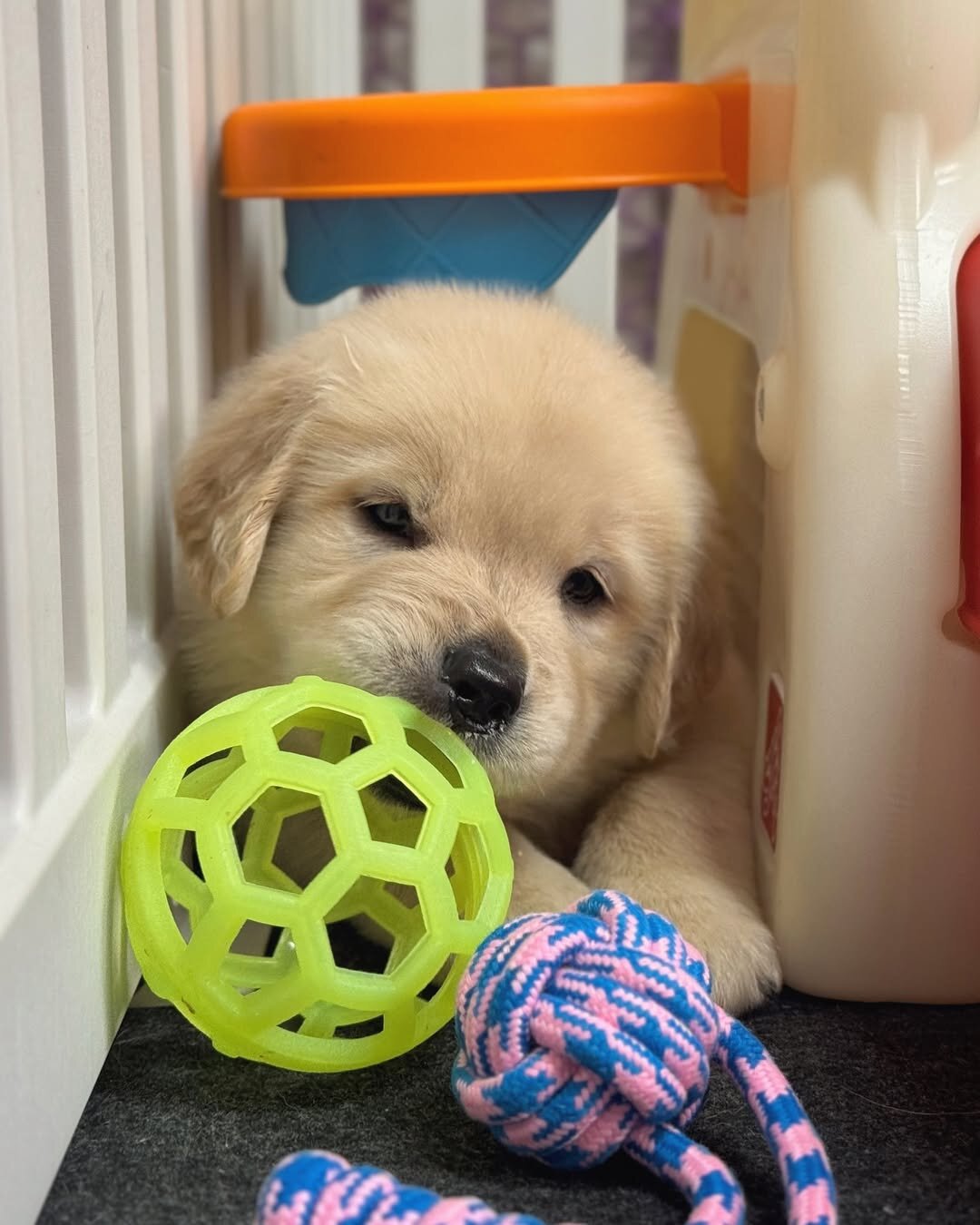Golden Retriever puppies-3boys and girls image 3