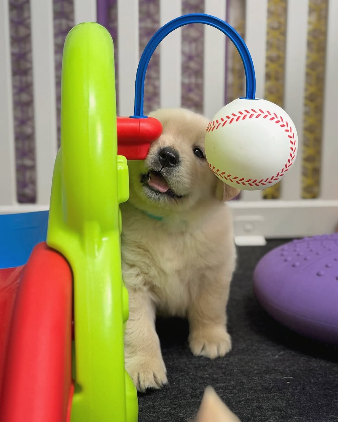 Golden Retriever puppies-3boys and girls image 4