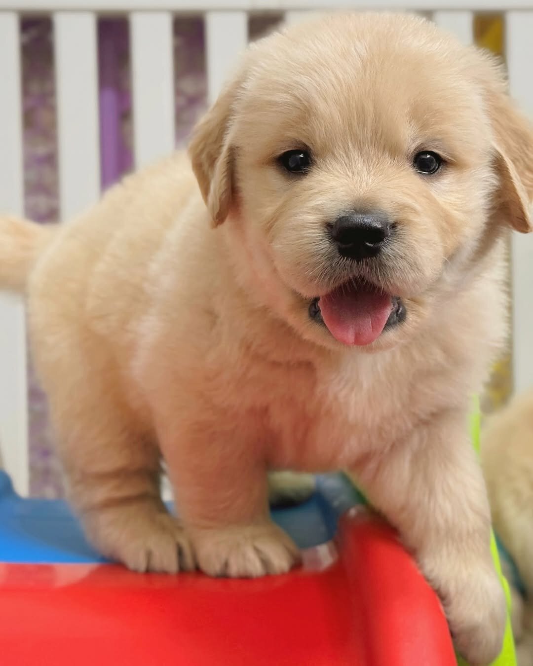 Golden Retriever puppies-3boys and girls image 5