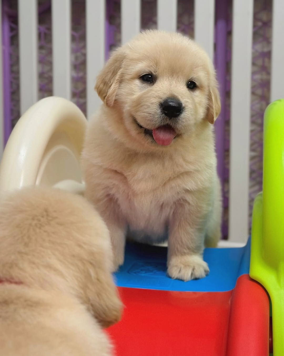 Golden Retriever puppies-3boys and girls image 6