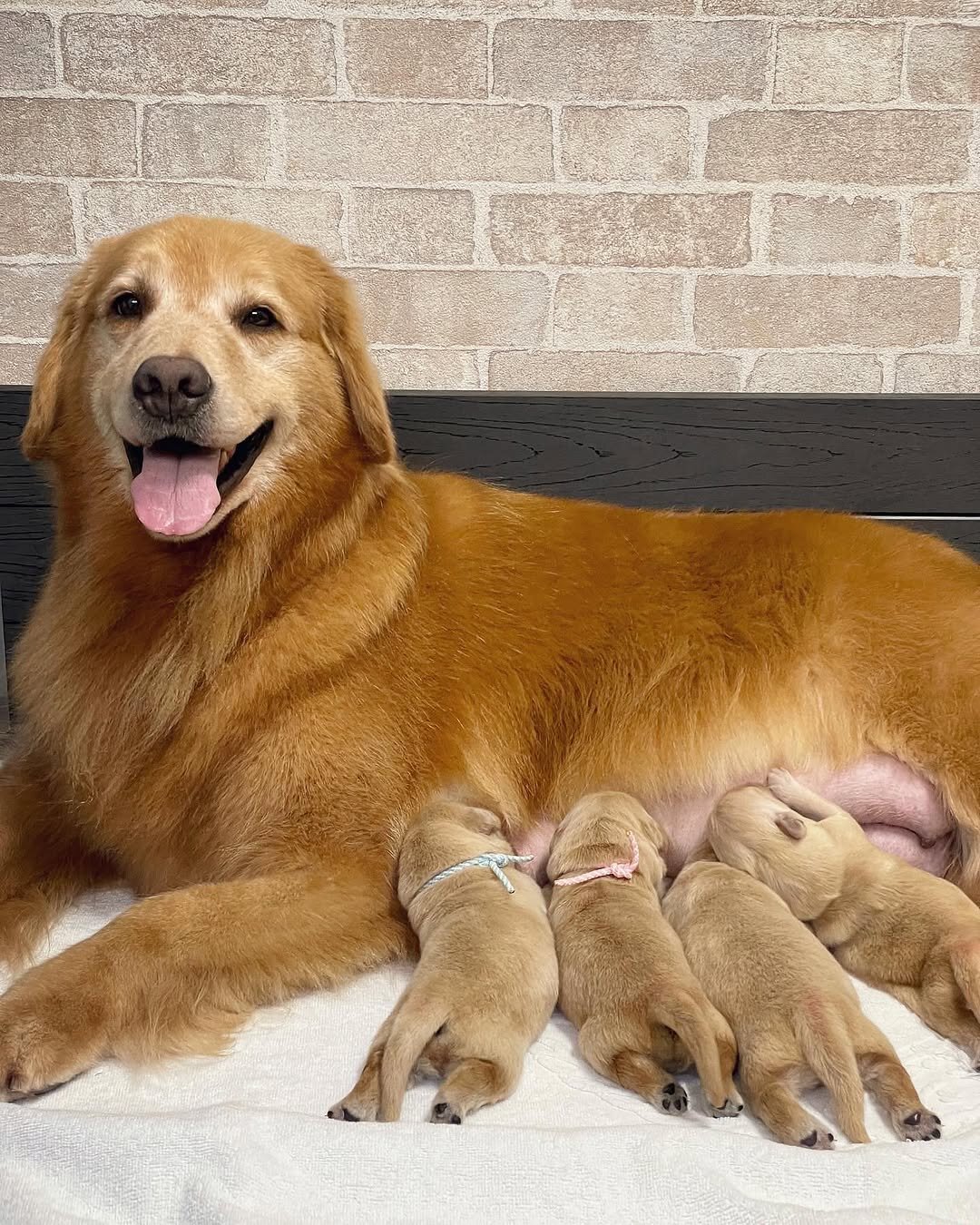Golden Retriever puppies-3boys and girls image 7