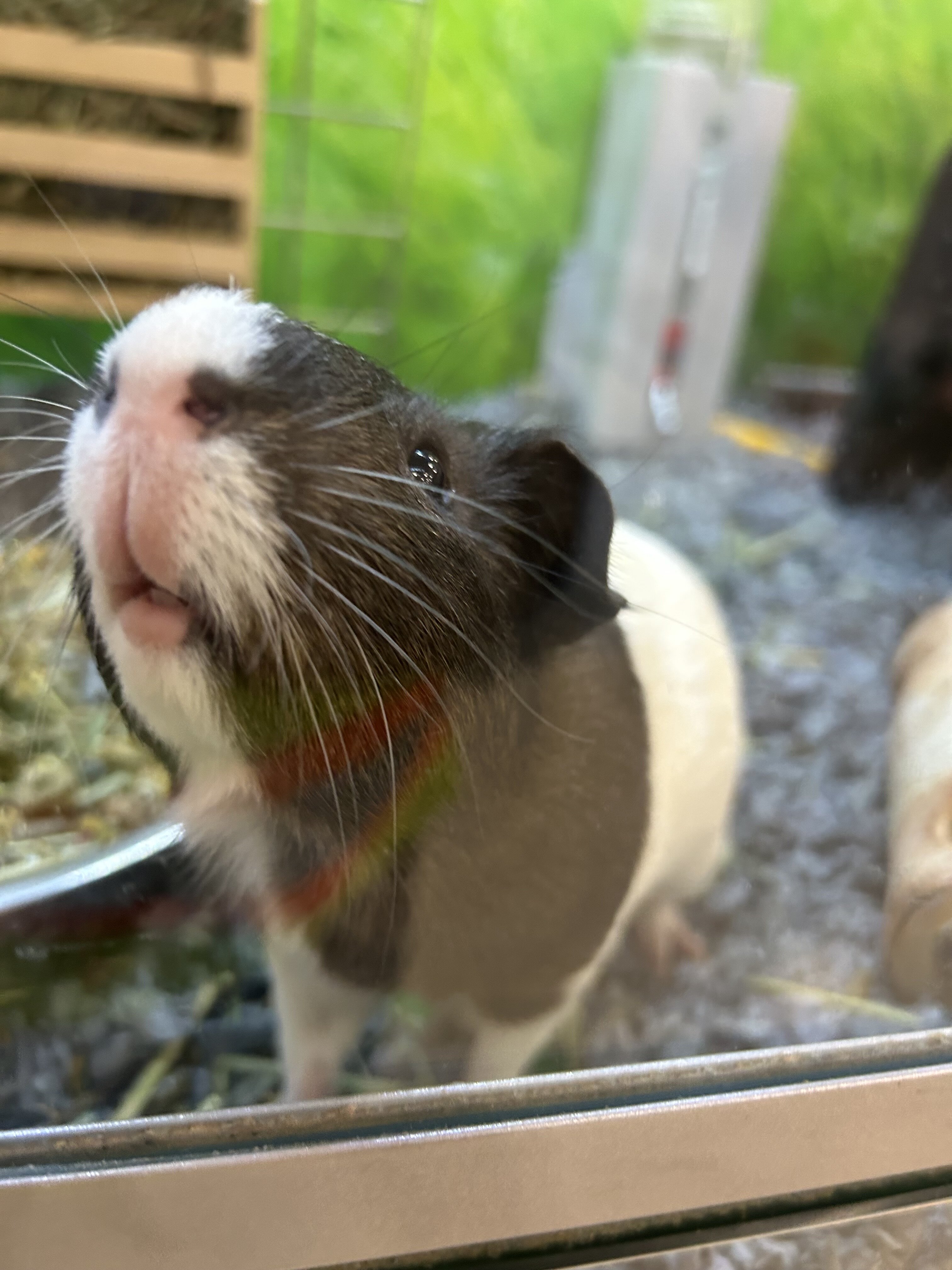 Genie Pig image 2