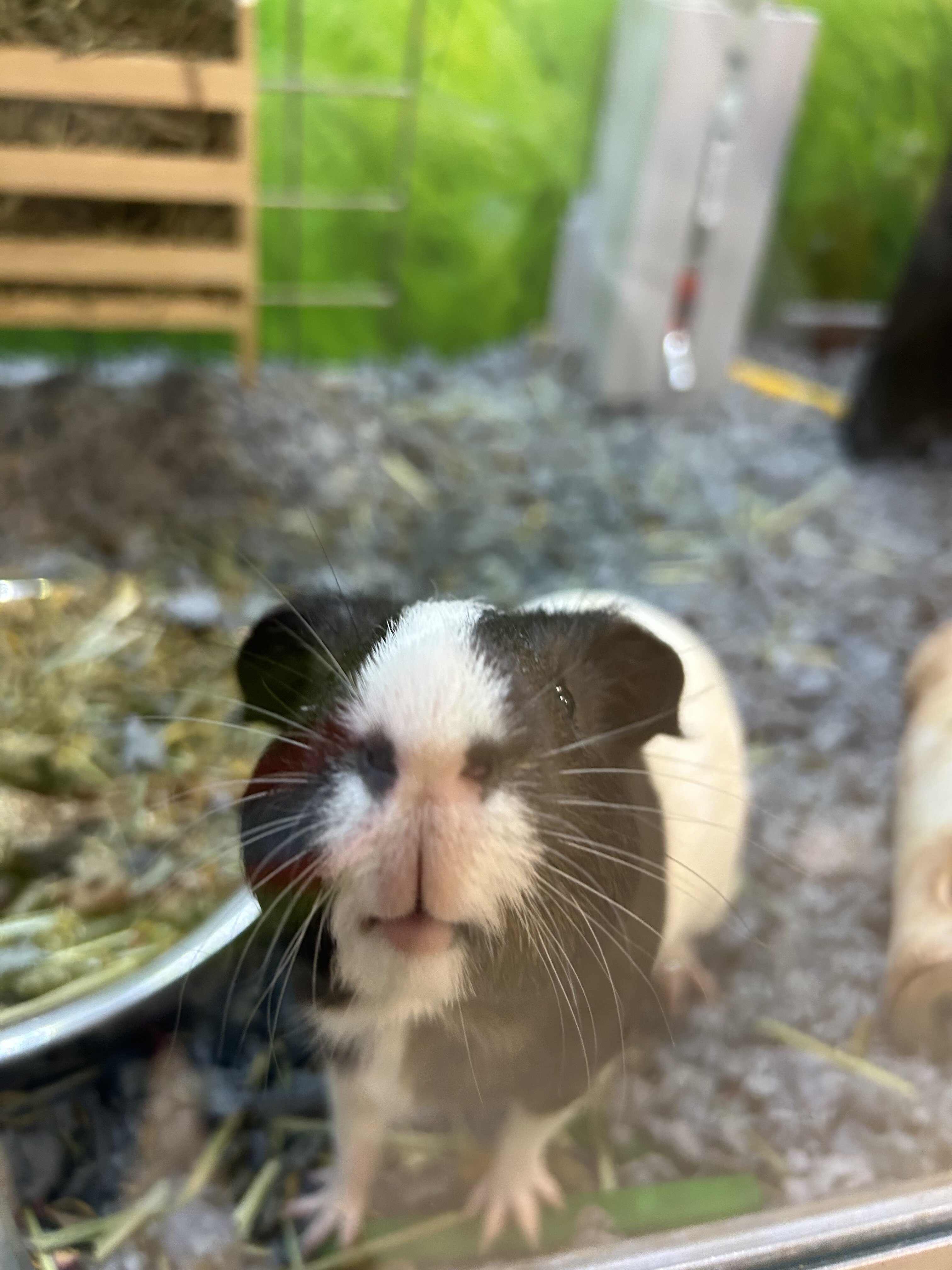Genie Pig image 1