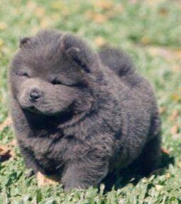 Blue chow pup image 1