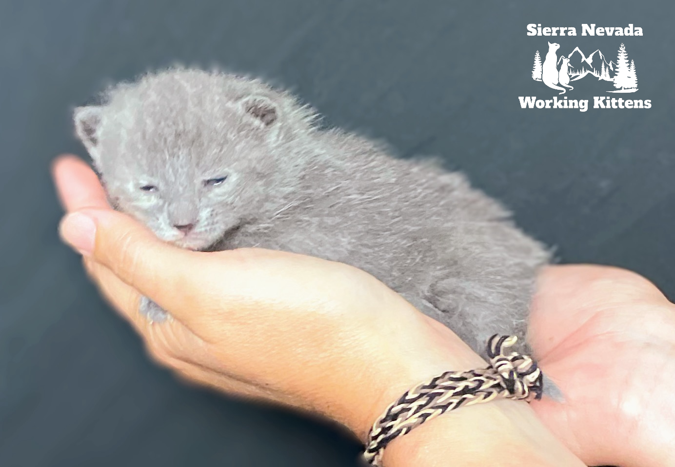 Sierra Nevada Working Kittens image 6