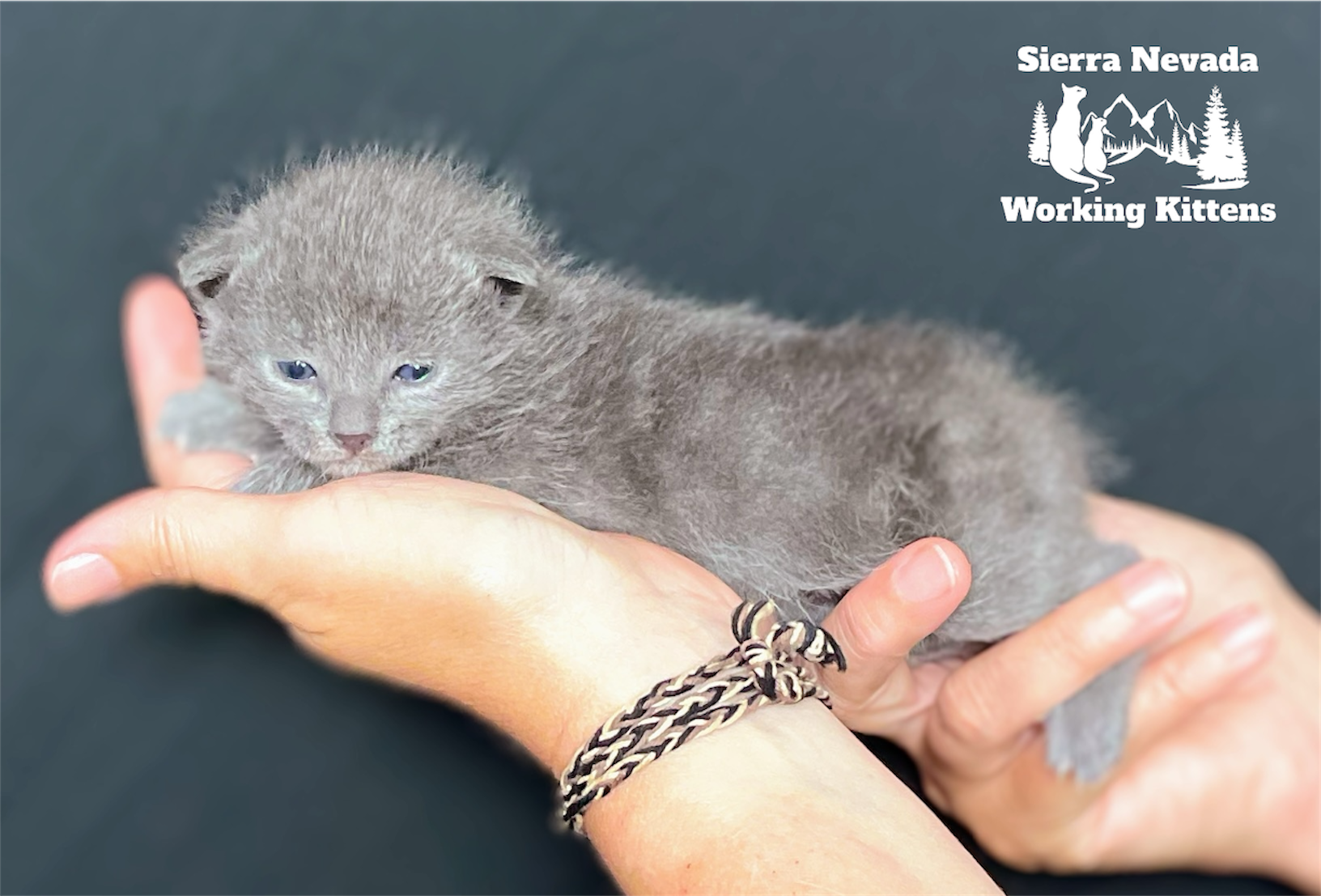 Sierra Nevada Working Kittens image 2