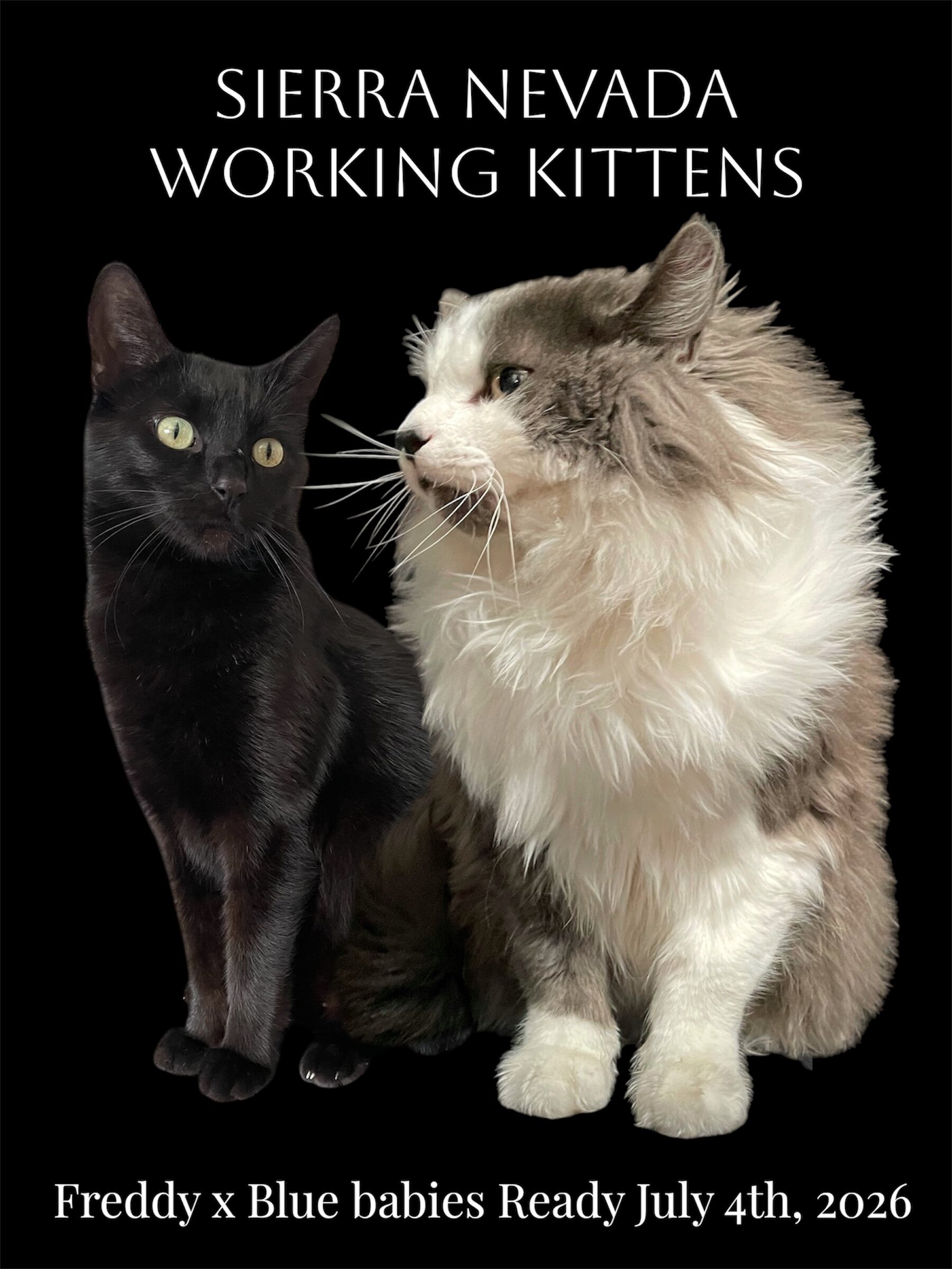 Sierra Nevada Working Kittens image 4