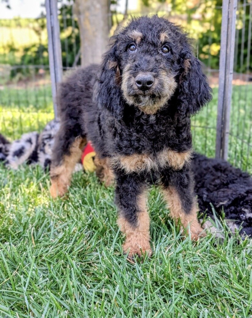 Goldendoodle + Miniature Bernedoodle image 1