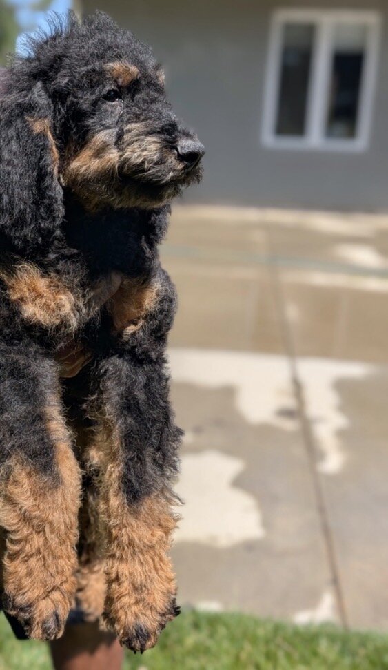 Goldendoodle + Miniature Bernedoodle image 3