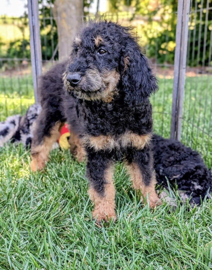 Goldendoodle + Miniature Bernedoodle image 2