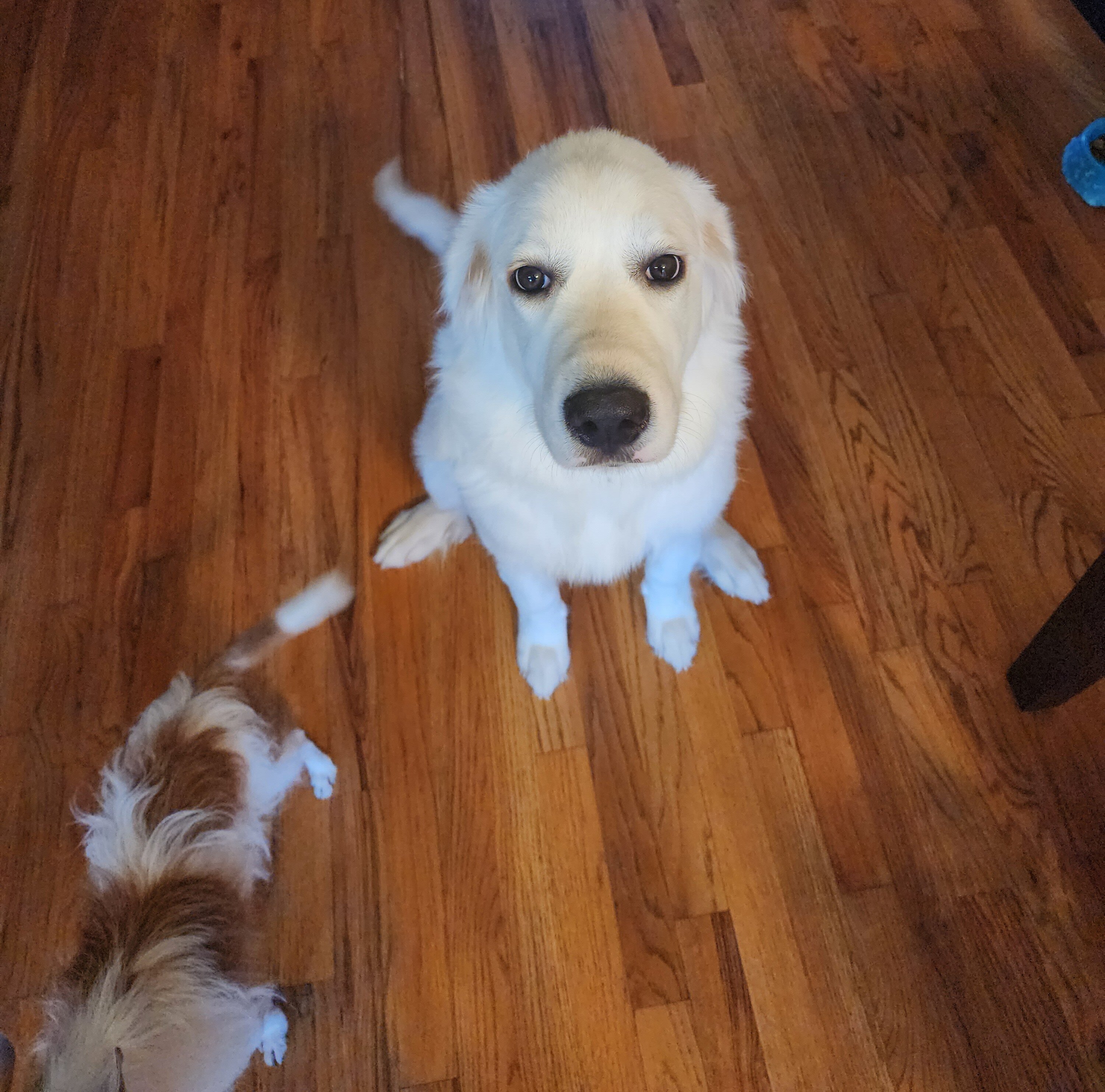 3 and a half year old female great pyrenees image 1