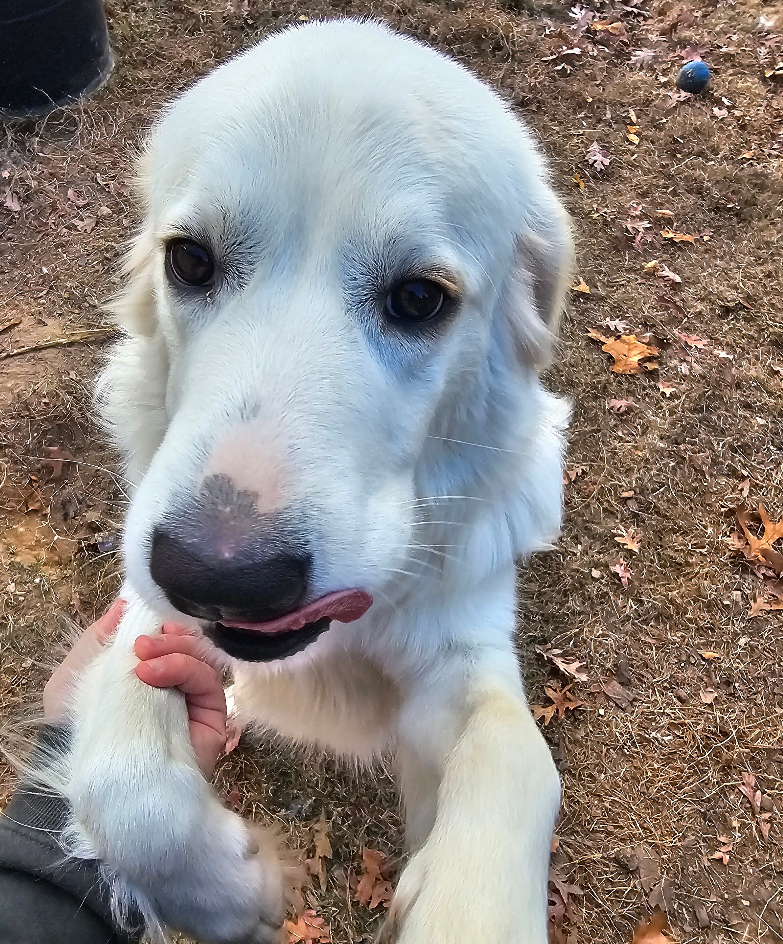 3 and a half year old female great pyrenees image 2