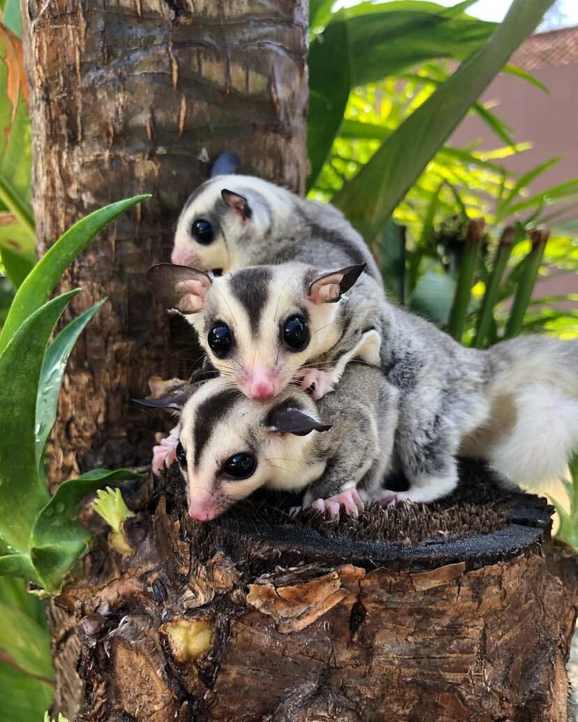Amazing and bonded sugar gliders trio image 3