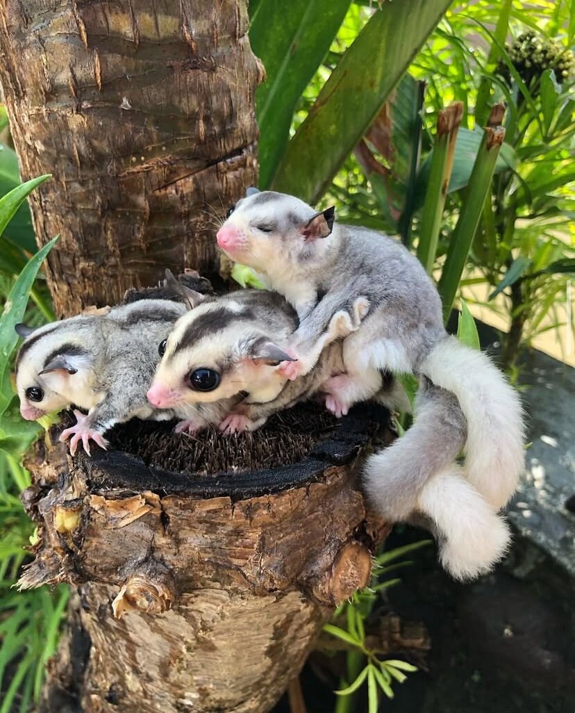 Amazing and bonded sugar gliders trio image 1
