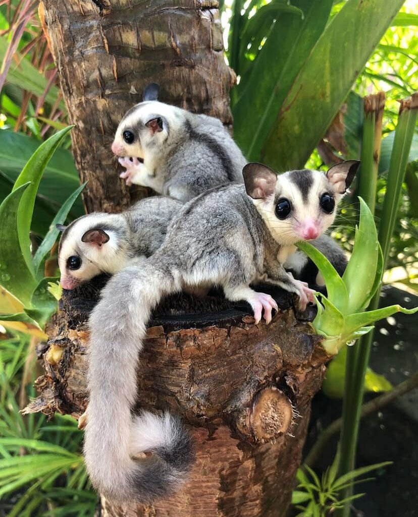 Amazing and bonded sugar gliders trio image 2