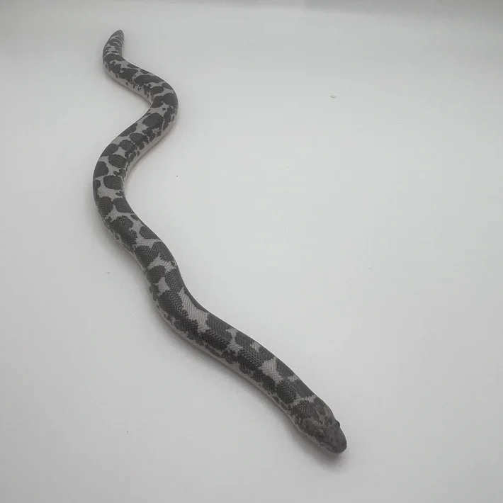 Kenyan Sand Boa - small male image 1
